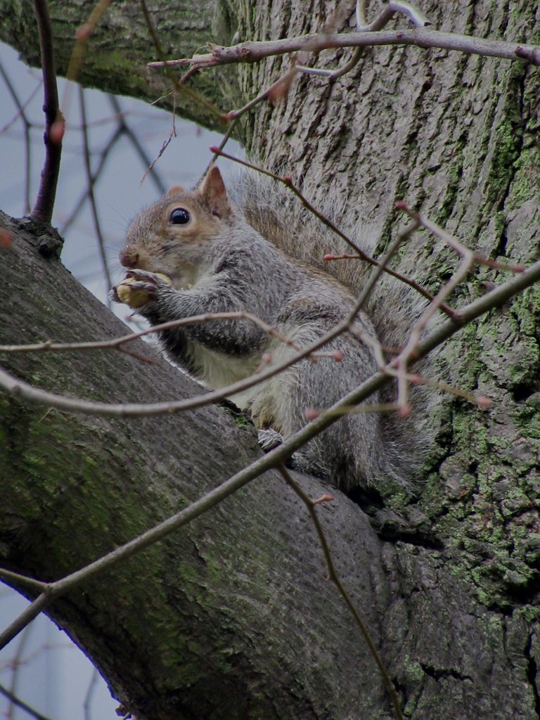 Ecureuil gris mangeant une noix sur la branche d'un arbre au cœur de Victoria Park à Portsmouth. 