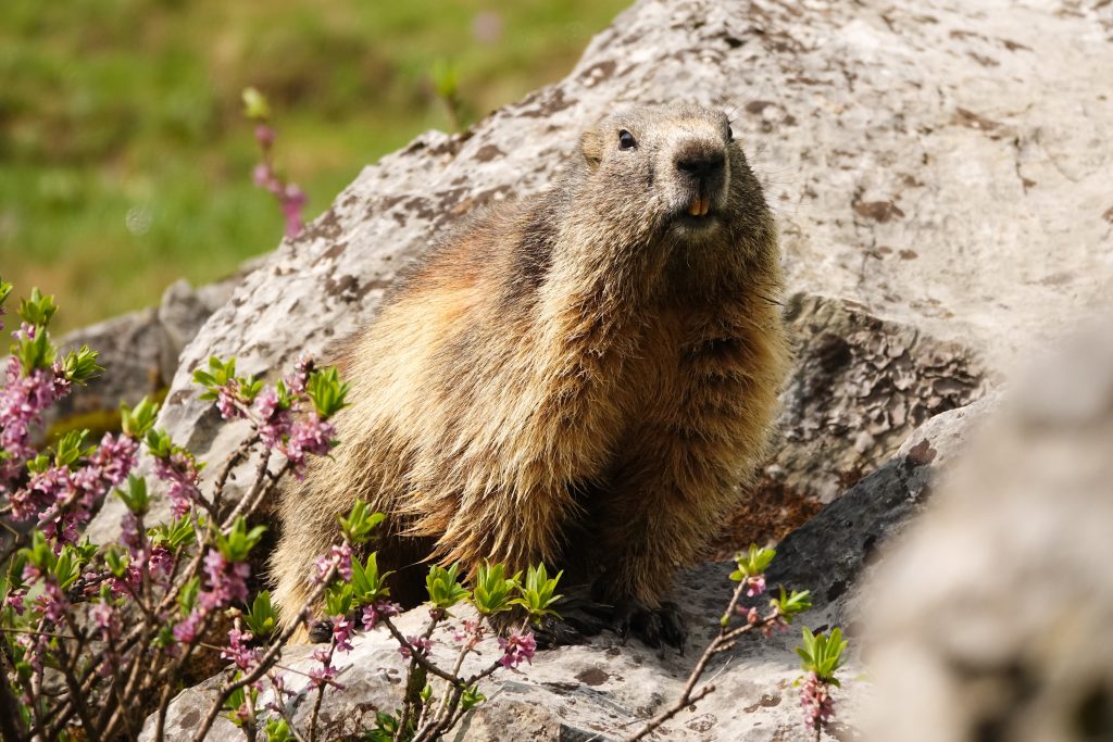 Marmotte dans la plaine du Canigou
