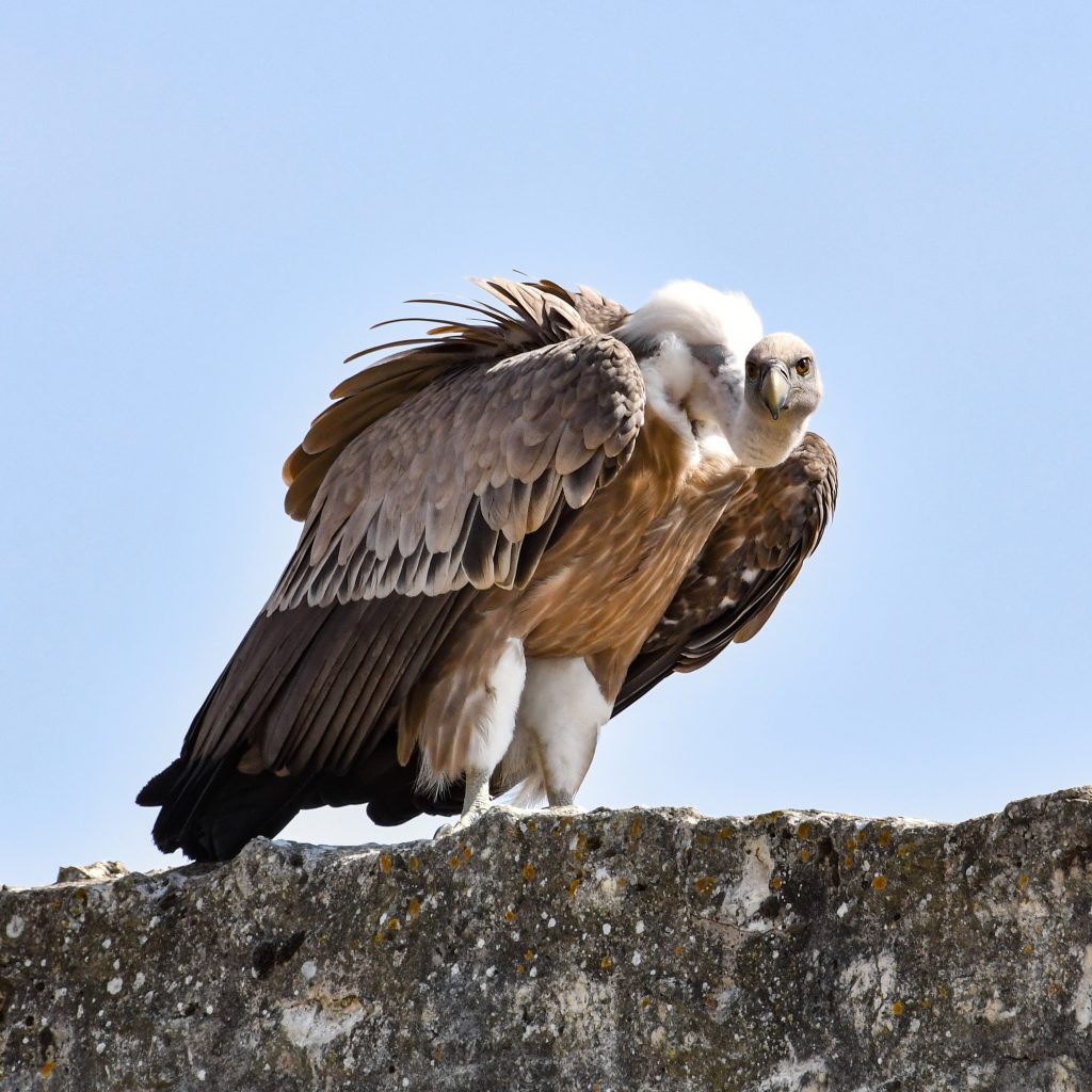 Vautour fauve sur la montagne du Canigou