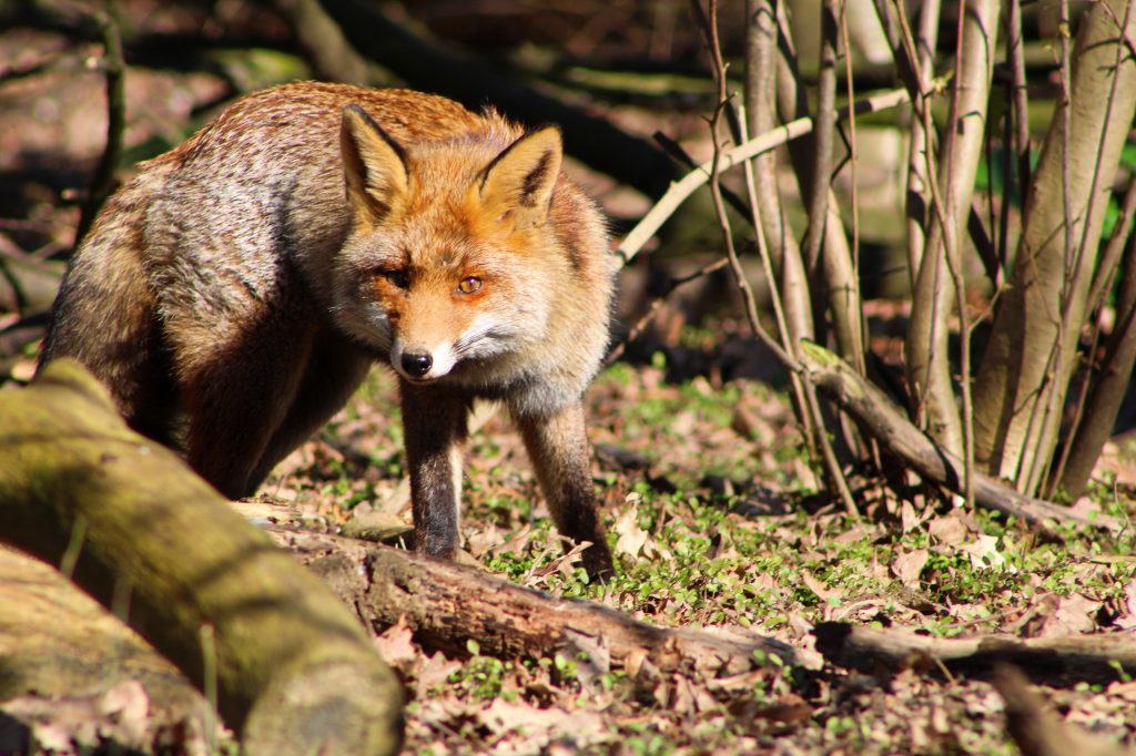 Renard