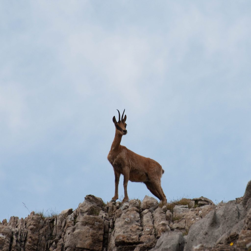 Isard sur les rochers du Canigou
