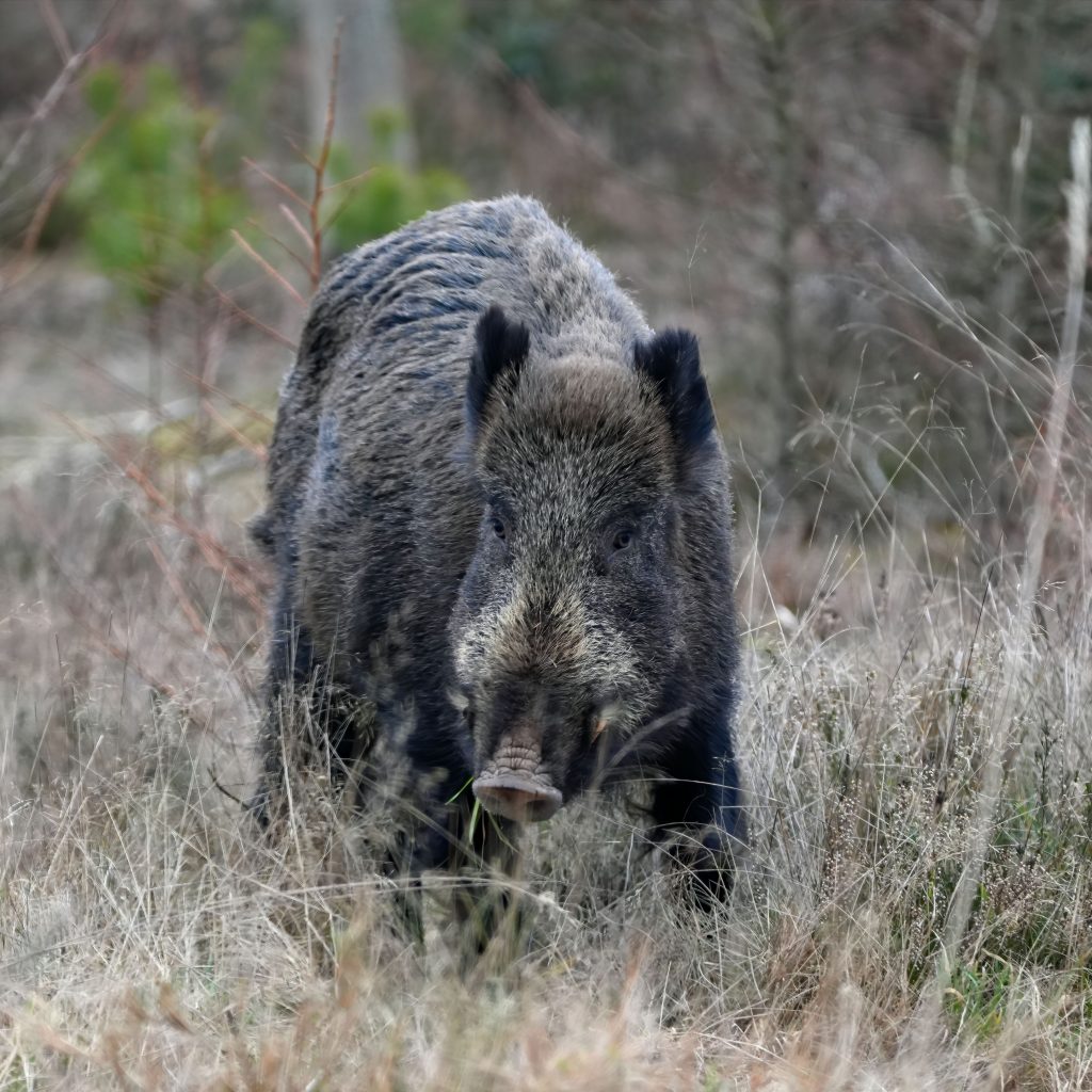 Sanglier dans la plaine du Canigou