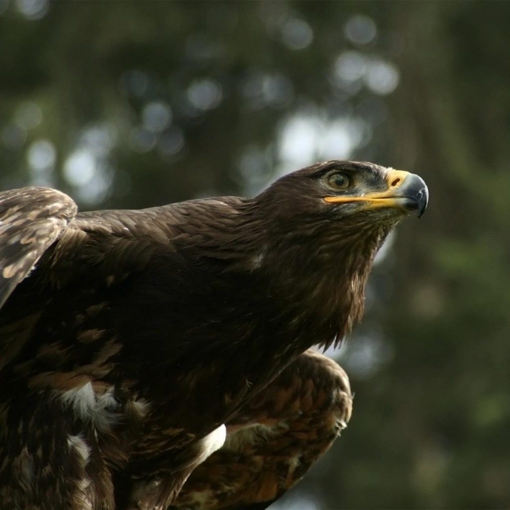 Aigle royal